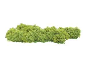 Realistic forest isolated on transparent background. 3d rendering - illustration png