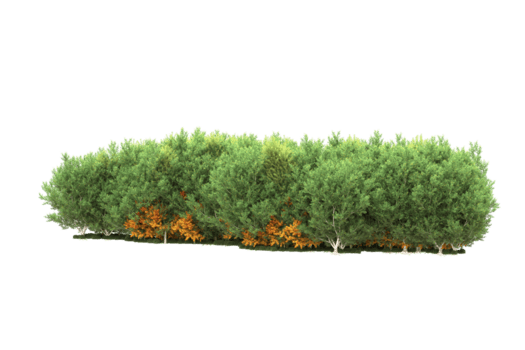 realistisk skog isolerat på transparent bakgrund. 3d tolkning - illustration png