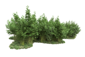 forêt réaliste isolée sur fond transparent. rendu 3d - illustration png