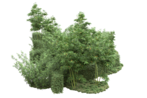 realistico foresta isolato su trasparente sfondo. 3d interpretazione - illustrazione png