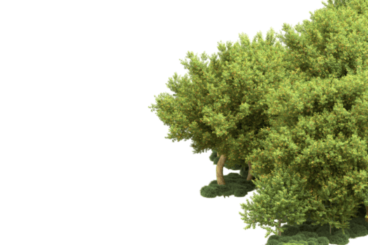 realistisk skog isolerat på transparent bakgrund. 3d tolkning - illustration png