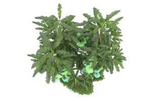 forêt réaliste isolée sur fond transparent. rendu 3d - illustration png