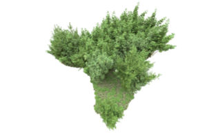 realistico foresta isolato su trasparente sfondo. 3d interpretazione - illustrazione png