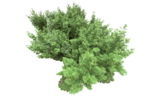 Realistic forest isolated on transparent background. 3d rendering - illustration png