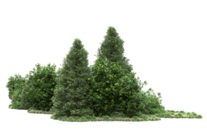 Realistic forest isolated on transparent background. 3d rendering - illustration png