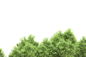 Realistic forest isolated on transparent background. 3d rendering - illustration png