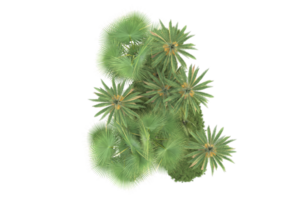 Realistic forest isolated on transparent background. 3d rendering - illustration png