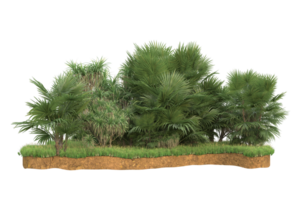 Realistic forest isolated on transparent background. 3d rendering - illustration png