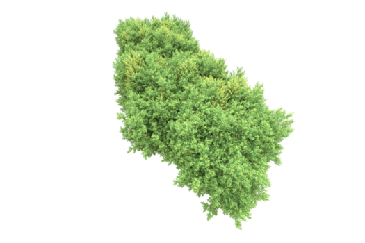 realistisk skog isolerat på transparent bakgrund. 3d tolkning - illustration png