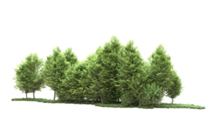 Realistic forest isolated on transparent background. 3d rendering - illustration png