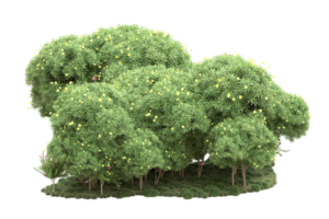 Realistic forest isolated on transparent background. 3d rendering - illustration png