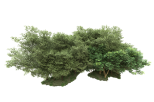 realistischer wald lokalisiert auf transparentem hintergrund. 3D-Rendering - Abbildung png