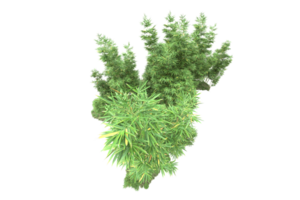 forêt réaliste isolée sur fond transparent. rendu 3d - illustration png