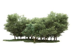 Realistic forest isolated on transparent background. 3d rendering - illustration png