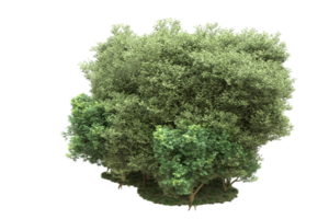 Realistic forest isolated on transparent background. 3d rendering - illustration png