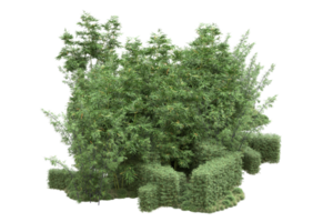 Realistic forest isolated on transparent background. 3d rendering - illustration png