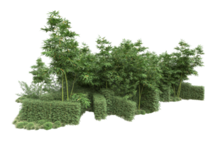 forêt réaliste isolée sur fond transparent. rendu 3d - illustration png