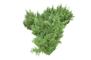 forêt réaliste isolée sur fond transparent. rendu 3d - illustration png