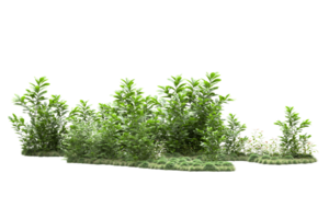 Realistic forest isolated on transparent background. 3d rendering - illustration png