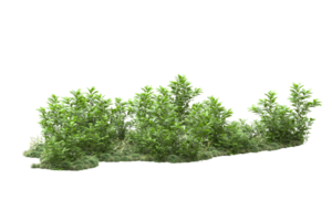 forêt réaliste isolée sur fond transparent. rendu 3d - illustration png