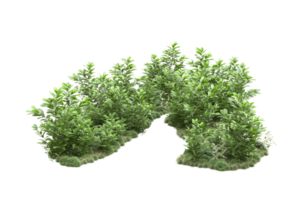 Realistic forest isolated on transparent background. 3d rendering - illustration png