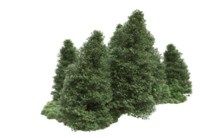 floresta realista isolada em fundo transparente. renderização 3D - ilustração png