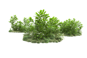 Realistic forest isolated on transparent background. 3d rendering - illustration png