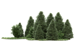 Realistic forest isolated on transparent background. 3d rendering - illustration png