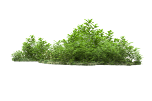 Realistic forest isolated on transparent background. 3d rendering - illustration png
