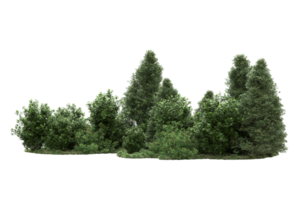 floresta realista isolada em fundo transparente. renderização 3D - ilustração png