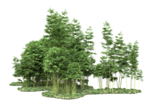 forêt réaliste isolée sur fond transparent. rendu 3d - illustration png