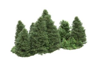 realistico foresta isolato su trasparente sfondo. 3d interpretazione - illustrazione png