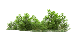 forêt réaliste isolée sur fond transparent. rendu 3d - illustration png