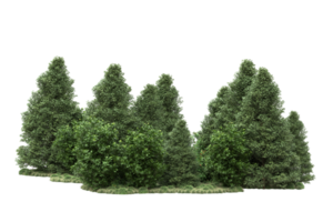 realistico foresta isolato su trasparente sfondo. 3d interpretazione - illustrazione png