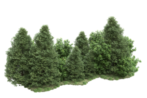 realistico foresta isolato su trasparente sfondo. 3d interpretazione - illustrazione png