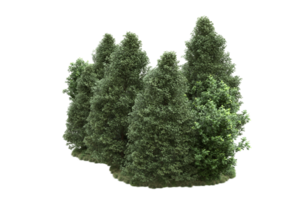 floresta realista isolada em fundo transparente. renderização 3D - ilustração png