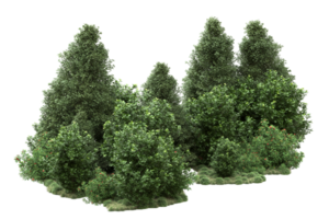 forêt réaliste isolée sur fond transparent. rendu 3d - illustration png