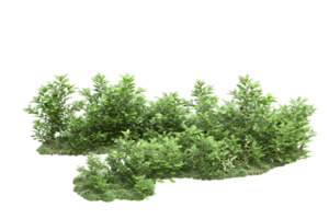 Realistic forest isolated on transparent background. 3d rendering - illustration png