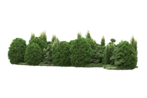 Realistic forest isolated on transparent background. 3d rendering - illustration png