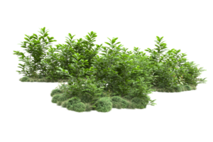 Realistic forest isolated on transparent background. 3d rendering - illustration png