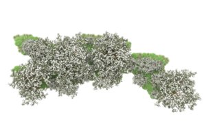 Realistic forest isolated on transparent background. 3d rendering - illustration png