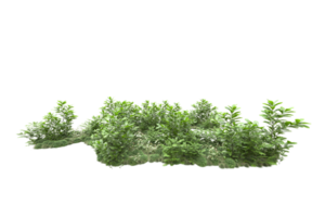 Realistic forest isolated on transparent background. 3d rendering - illustration png