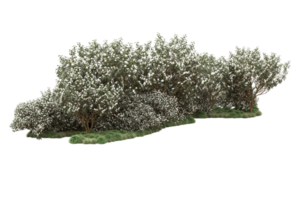 Realistic forest isolated on transparent background. 3d rendering - illustration png