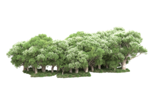 Realistic forest isolated on transparent background. 3d rendering - illustration png