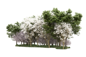 Realistic forest isolated on transparent background. 3d rendering - illustration png