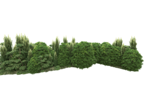 Realistic forest isolated on transparent background. 3d rendering - illustration png