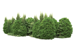 Realistic forest isolated on transparent background. 3d rendering - illustration png