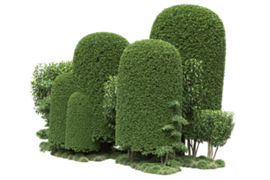 forêt réaliste isolée sur fond transparent. rendu 3d - illustration png