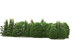 Realistic forest isolated on transparent background. 3d rendering - illustration png