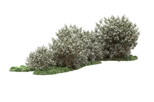 Realistic forest isolated on transparent background. 3d rendering - illustration png